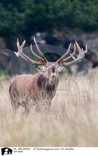 Rotwild / red deer / WS-06550