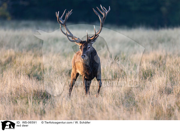Rotwild / red deer / WS-06591