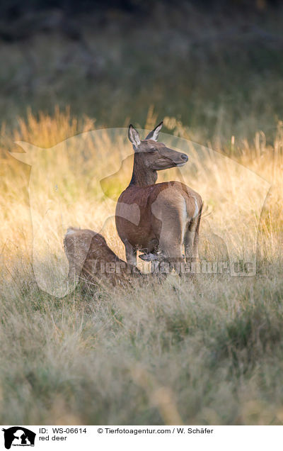 Rotwild / red deer / WS-06614