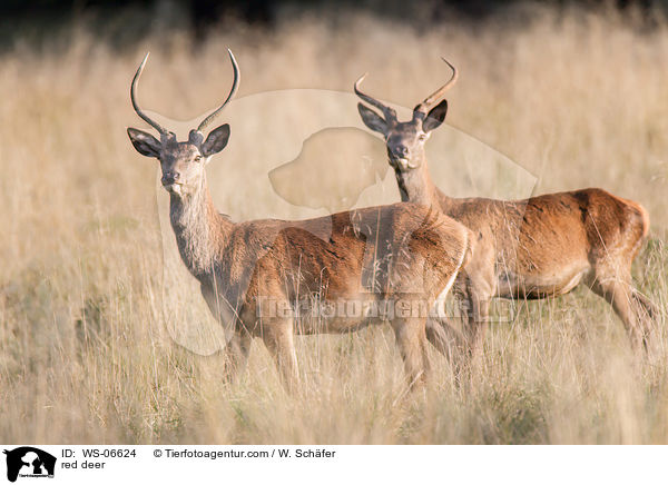 Rotwild / red deer / WS-06624
