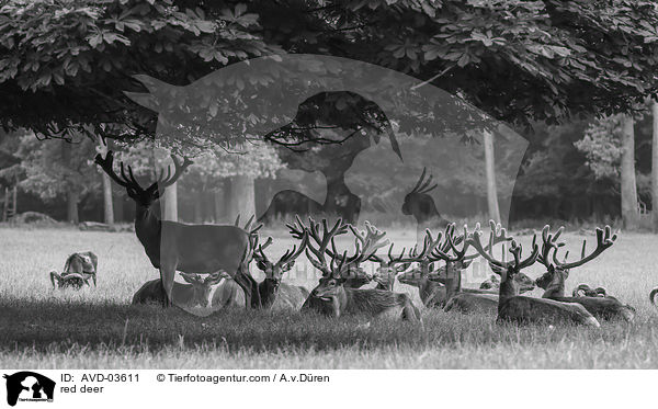 Rotwild / red deer / AVD-03611