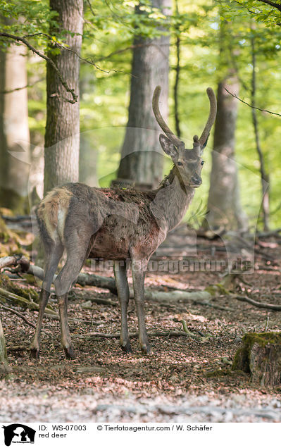 Rotwild / red deer / WS-07003