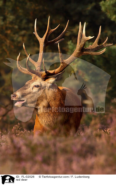 Rotwild / red deer / FL-02026