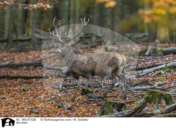Rotwild / red deer / WS-07328