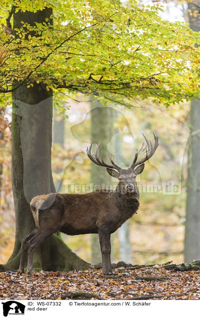 Rotwild / red deer / WS-07332