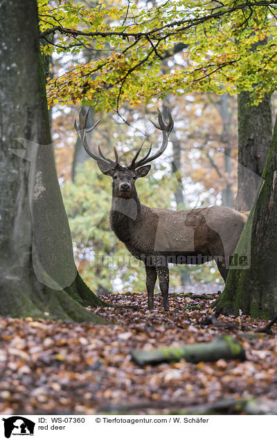 Rotwild / red deer / WS-07360