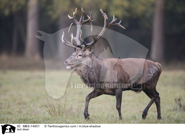 Rotwild / red deer / MBS-14851