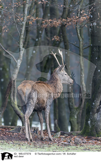 Rotwild / red deer / WS-07579