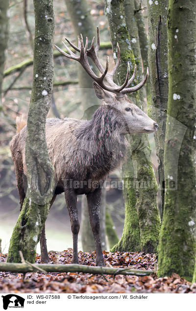 Rotwild / red deer / WS-07588