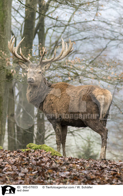 Rotwild / red deer / WS-07603