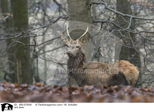 Rotwild / red deer / WS-07608