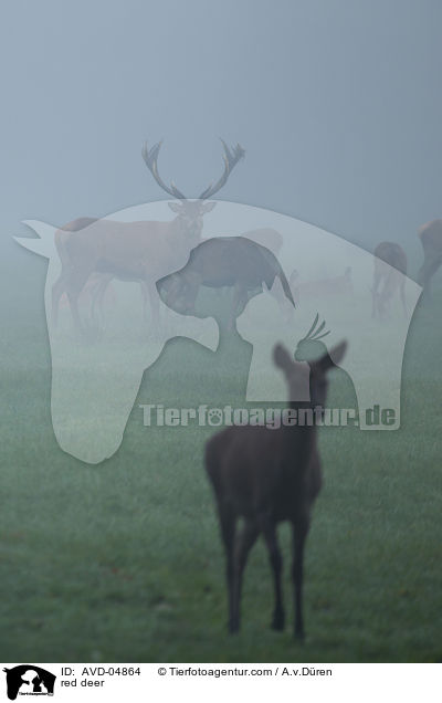 Rotwild / red deer / AVD-04864