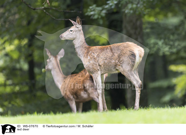 Rotwild / red deer / WS-07670