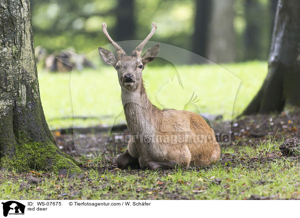 Rotwild / red deer / WS-07675