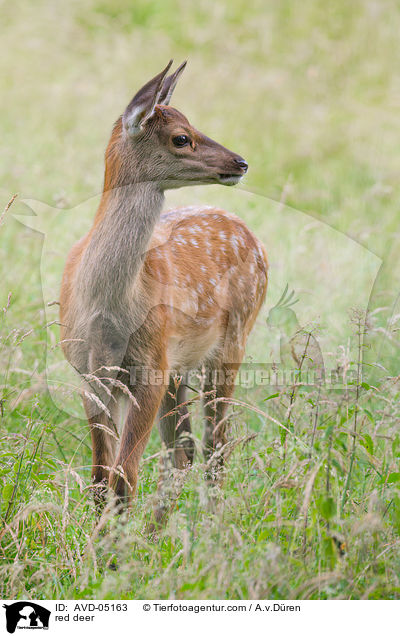 Rothirsch / red deer / AVD-05163