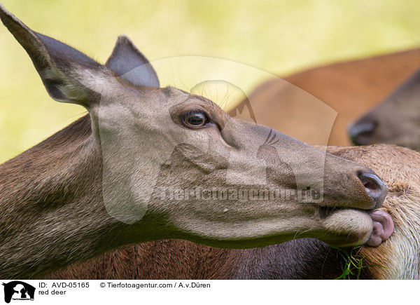 Rothirsch / red deer / AVD-05165