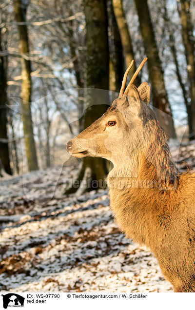 Rotwild / red deer / WS-07790