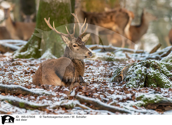 Rotwild / red deer / WS-07808