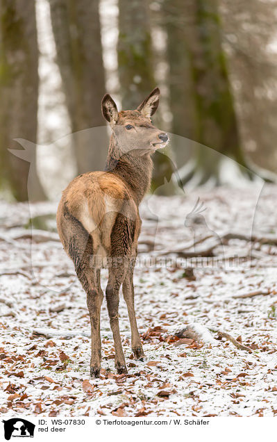 Rotwild / red deer / WS-07830