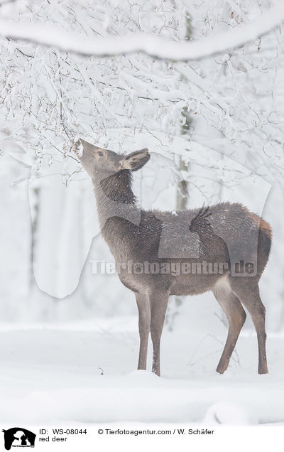 Rotwild / red deer / WS-08044
