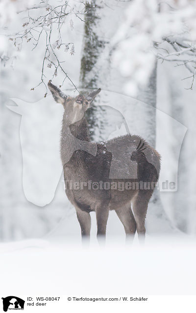 Rotwild / red deer / WS-08047