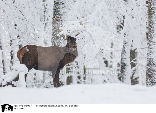 Rotwild / red deer / WS-08057