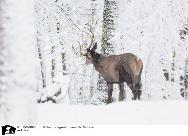Rotwild / red deer / WS-08060