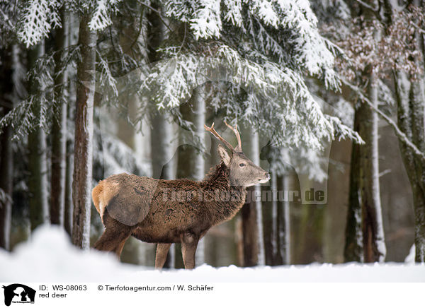 Rotwild / red deer / WS-08063