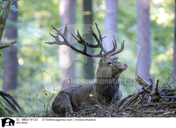 Rotwild / red deer / MBS-16123