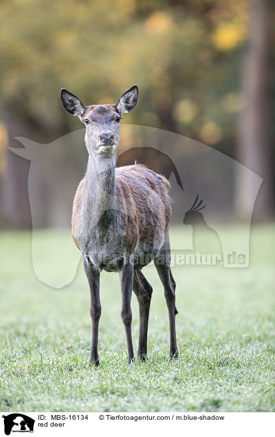 Rotwild / red deer / MBS-16134