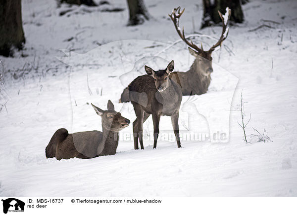 Rotwild / red deer / MBS-16737