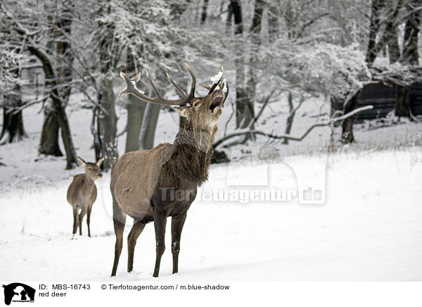 Rotwild / red deer / MBS-16743