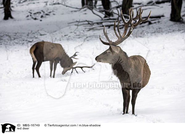 Rotwild / red deer / MBS-16749