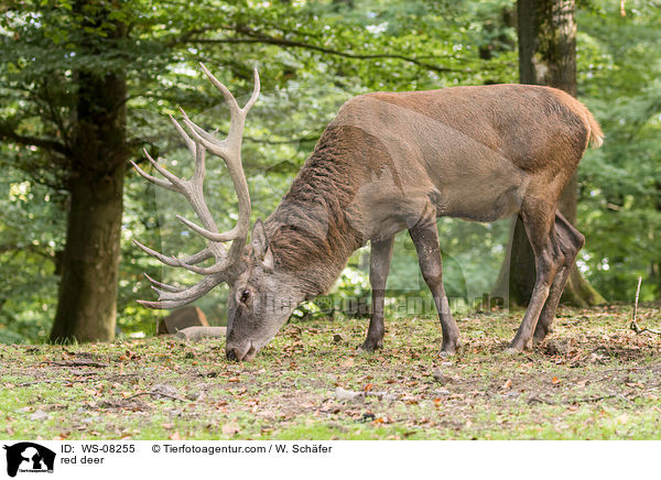 Rotwild / red deer / WS-08255
