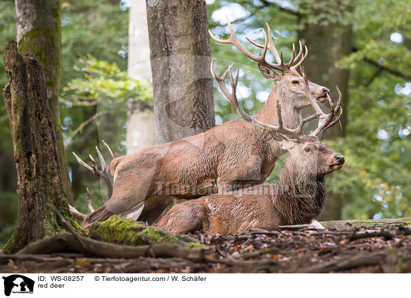 Rotwild / red deer / WS-08257