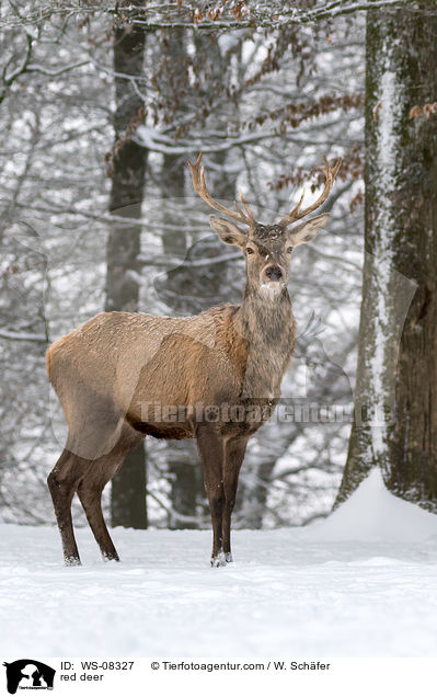 Rothirsch / red deer / WS-08327