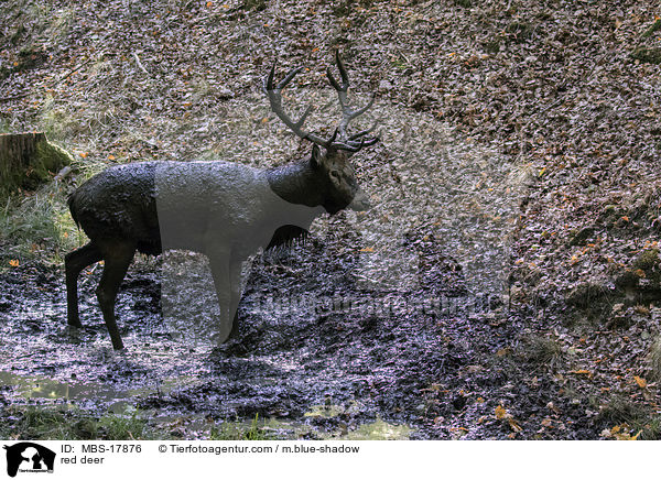 Rothirsch / red deer / MBS-17876