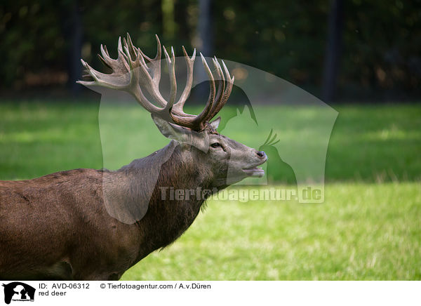 Rotwild / red deer / AVD-06312