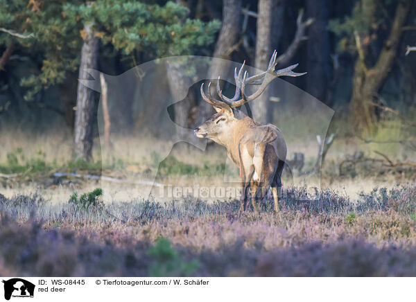 Rotwild / red deer / WS-08445