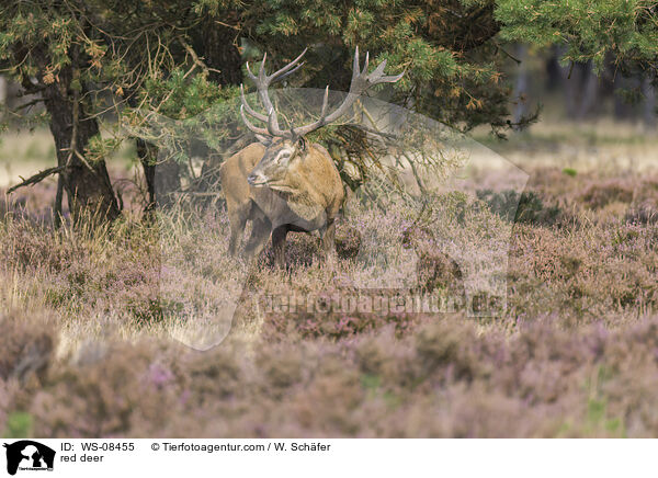 Rotwild / red deer / WS-08455