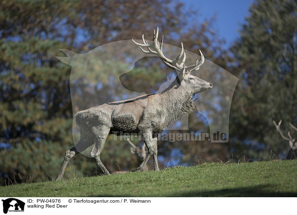 laufender Rothirsch / walking Red Deer / PW-04976