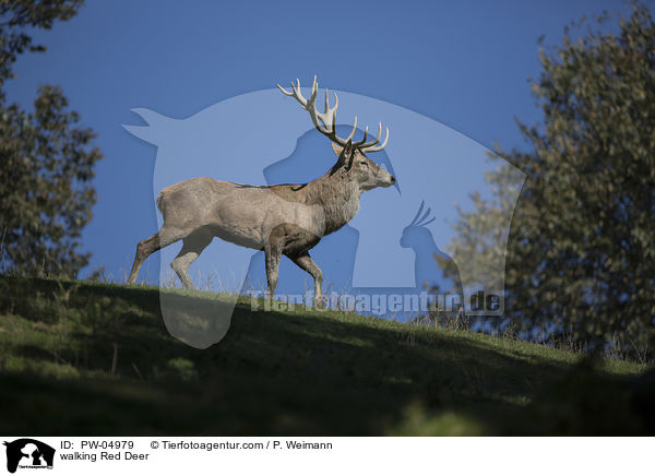 laufender Rothirsch / walking Red Deer / PW-04979