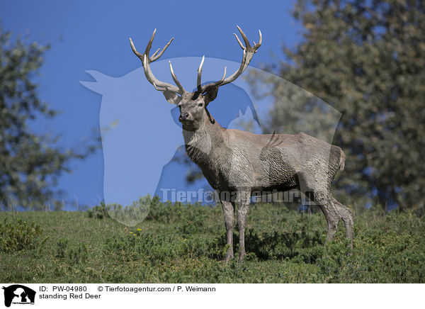 stehender Rothirsch / standing Red Deer / PW-04980