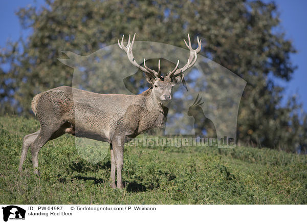 stehender Rothirsch / standing Red Deer / PW-04987