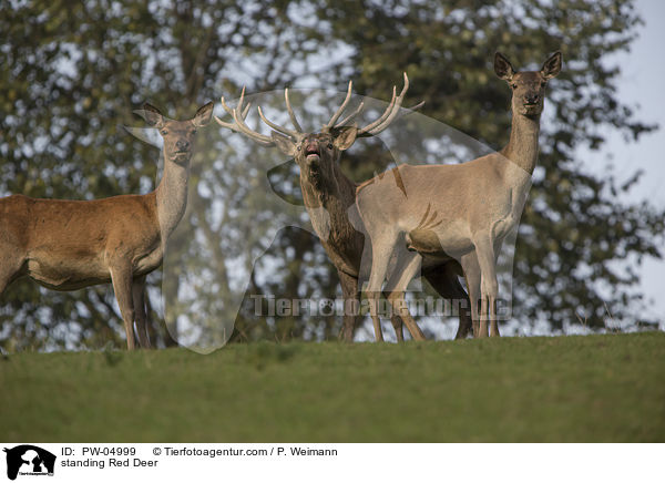 stehende Rothirsche / standing Red Deer / PW-04999