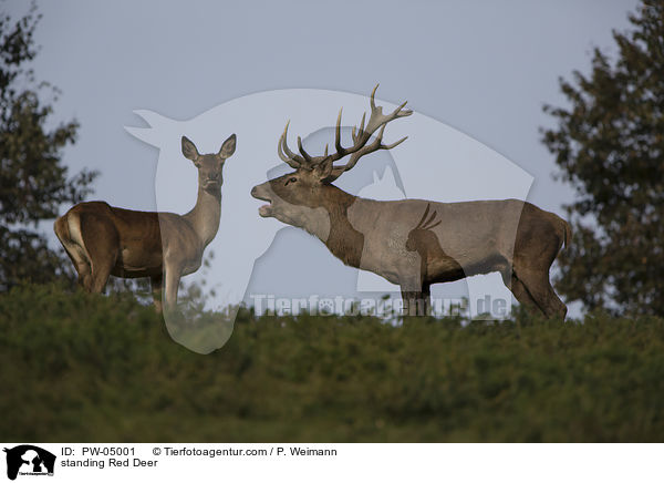 stehende Rothirsche / standing Red Deer / PW-05001
