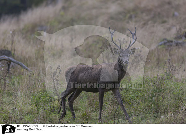 rennender Rothirsch / running Red Deer / PW-05023