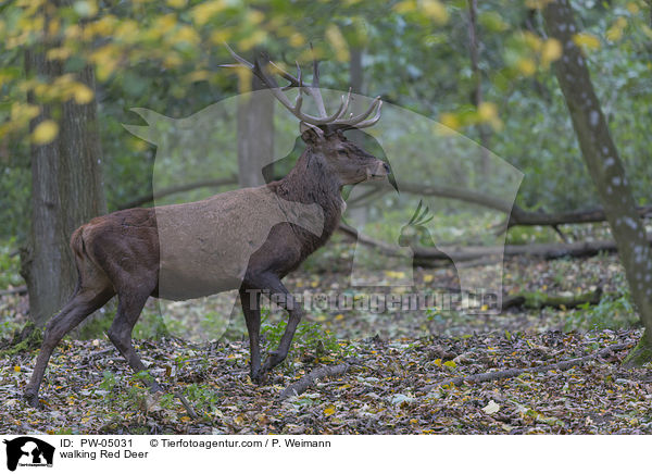 laufender Rothirsch / walking Red Deer / PW-05031