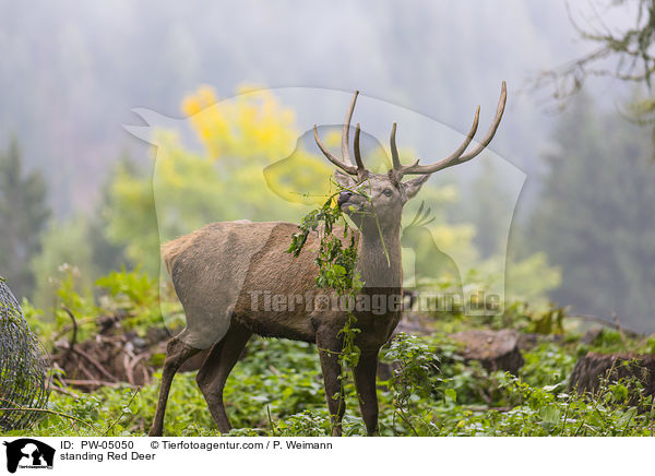 stehender Rothirsch / standing Red Deer / PW-05050