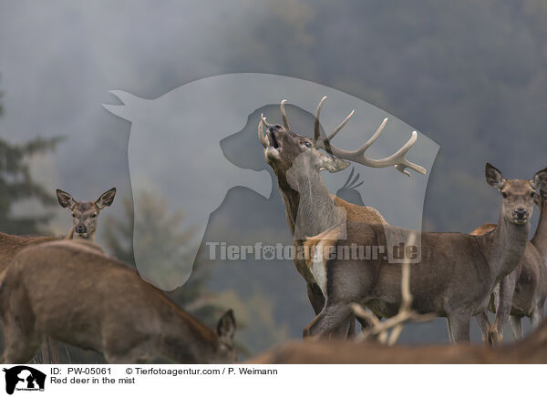 Rothirsche im Nebel / Red deer in the mist / PW-05061
